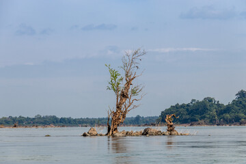 Arbre sur le fleuve Mékong à Si Phan Don, Laos
