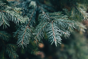 Fluffy branches of a fir-tree with frost. Christmas wallpaper or postcard concept.