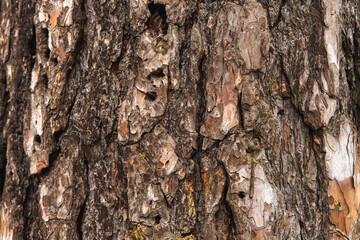bark of a tree