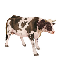 vache laitière, animal, ferme, bétail, blanc, noir et blanc, gazon, agriculture, bétail, boeuf, taureau, champ, alpage, mammifère, isolé, prairie, mollet, lait, nature, rural, vache laitière, vert, do