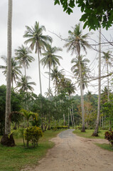 Coconut palms on the coconut island