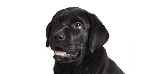 Newfoundland puppy dog closeup isolated on white background