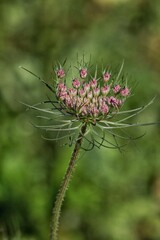 Pink Daucus carota plant, Common name include bird's nest, bishop's lace, and Queen Anne's lace, The umbel of a wild carrot.Italian field.