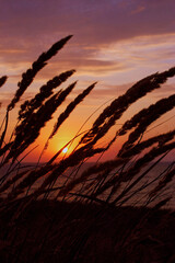 Meadow wild grass at sunset.
