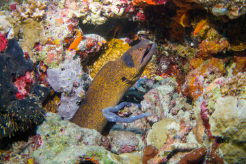 Fototapeta na wymiar Close up, macro: Mediterranean moray (Muraena helena), also known as the Saint Helena moray