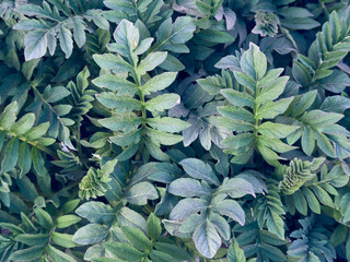 Fresh green leaves pattern background.