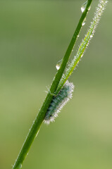 Butterfly caterpillar in dew on a blade of grass on a summer morning