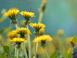 Close up of blooming yellow dandelion flowers.