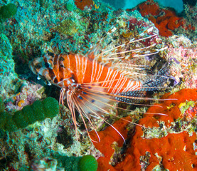 Naklejka na ściany i meble Striped Orange Lion Fish (Pteroinae) of the maldives