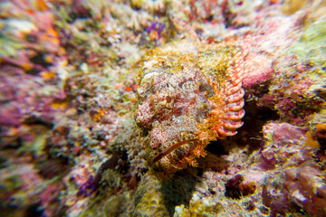 Macro close up of a scorpion fish (Scorpaenidae) in the maldives