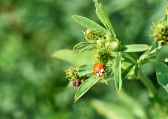 Lady bug sitting on a green leaf.