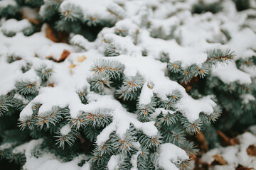 Naklejka na ściany i meble Pine tree branches covered in snow close up