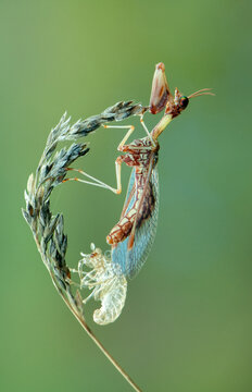 insect Mantispa styriaca the pupa emerges from the cocoon and turns into an adult insect