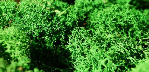 green stabilized preserved moss for ecological interior design close-up
