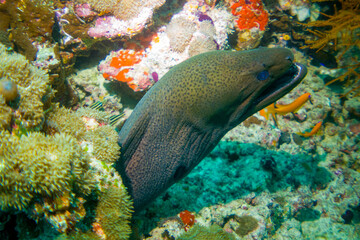 Naklejka na ściany i meble close up macro: Giant Moray Eel (Gymnothorax javanicus) underwater foto