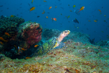 Hawksbill Sea Turtle (Eretmochelys imbricata) in the beautiful coral reefs of the Maldives