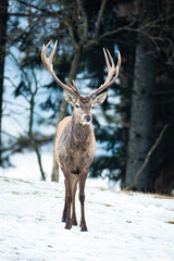 Red deer, cervus elaphus, walking in forest in wintertime nature. Wild stag with magestic antlers standing on snow in winter. Brown antlered mammal looking on white meadow.