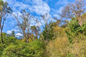 Skinny Tree At Park 4