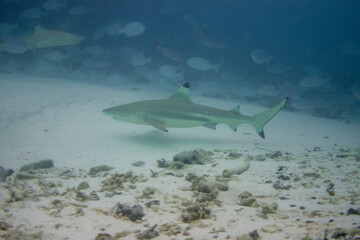 Fototapeta premium blacktip reef shark (Carcharhinus melanopterus) at Alimata Bay, Maldives
