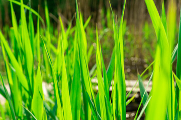 Large grass stalks in summer in sunlight.