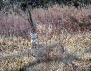 wild white tail deer in the open field