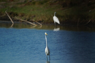 
great egret was looking for food on the riverbank