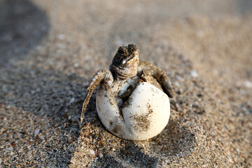 Chelonia Mydas.  Newborn baby black green sea turtle running on the beach sands in Mediterranean...