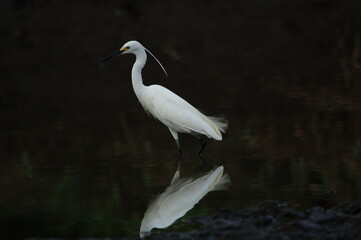 little egret are looking for food in rivers or lakes