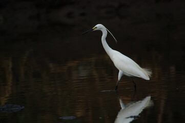 little egret are looking for food in rivers or lakes