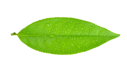 Naklejka na ściany i meble Green tea leaf isolated on white