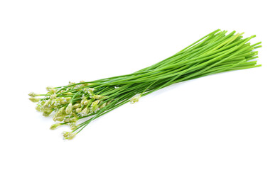 Chinese chives  isolated on white background