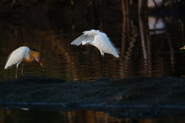 little egret are looking for food in rivers or lakes