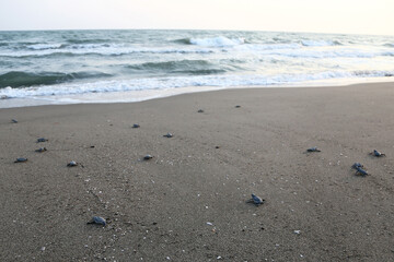 Fototapeta na wymiar Chelonia Mydas. Newborn baby black green sea turtle running on the beach sands in Mediterranean Sea.