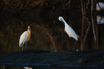 little egret are looking for food in rivers or lakes