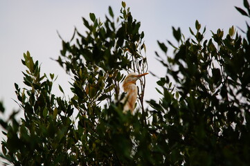 Cattle egret (Bubulcus ibis) is a cosmopolitan species of heron (family Ardeidae) found in the tropics, subtropics, and warm-temperate zones. This bird perched on a tree branch.