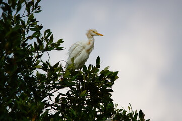 Cattle egret (Bubulcus ibis) is a cosmopolitan species of heron (family Ardeidae) found in the tropics, subtropics, and warm-temperate zones. This bird perched on a tree branch.