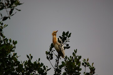 Cattle egret (Bubulcus ibis) is a cosmopolitan species of heron (family Ardeidae) found in the tropics, subtropics, and warm-temperate zones. This bird perched on a tree branch.
