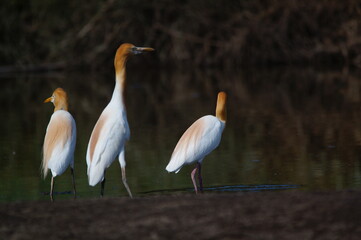 cattle egret are looking for food in rivers or lakes