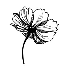 Vector sketch black and white flower. Hand drawn graphic flower on white background. 