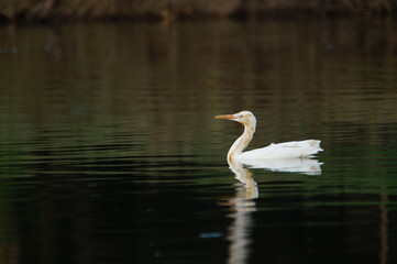 cattle egret are looking for food in rivers or lakes