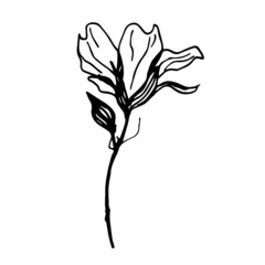 Vector sketch black and white flower. Hand drawn graphic flower on white background. 