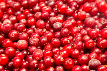 background of many large red cranberries close-up
