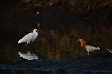 Javan pond heron is in the river looking for food