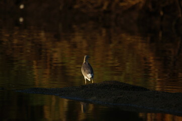 Javan pond heron is in the river looking for food