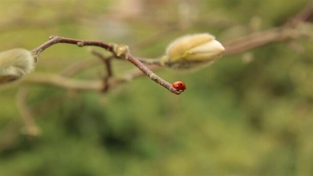 Ladybug red with black dots quickly moves through the branches of the Magnolia Bush