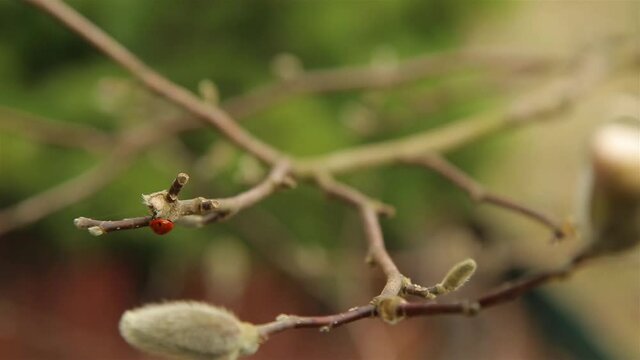 Ladybug red slowly crawling through the branches of Magnolia