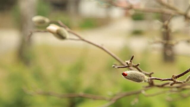 Red with black dots ladybug crawling on fluffy white Magnolia Bud 