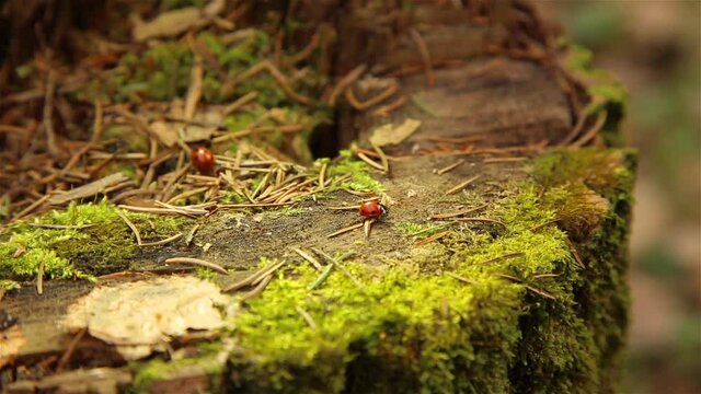 Ladybugs crawling on an old stump covered with green moss in the forest