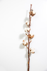 Dry branches of cotton on white. Empty space