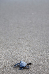 Chelonia Mydas.  Newborn baby black green sea turtle running on the beach sands in Mediterranean Sea.